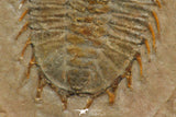 30319 - Top Rare 1.20 Inch Dorypyge swasii Middle Cambrian Trilobite - Utah USA