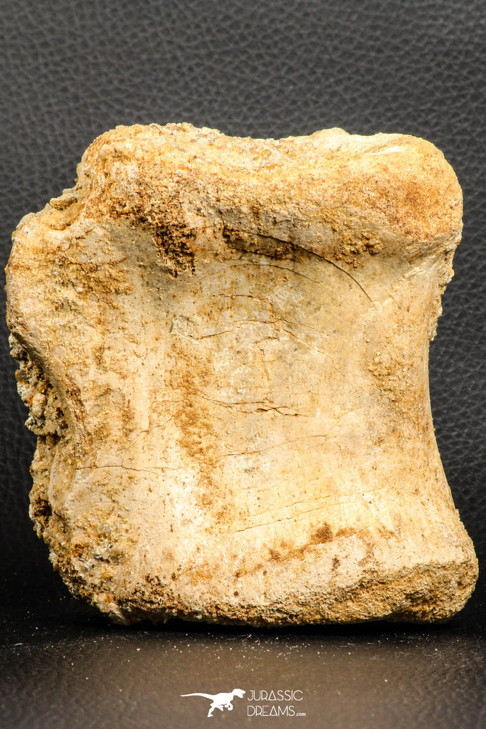 07188 - Top Rare 4.23 Inch Spinosaurus Dinosaur Partial Caudal (Tail) Vertebra Bone Cretaceous KemKem Beds