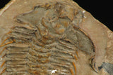 30319 - Top Rare 1.20 Inch Dorypyge swasii Middle Cambrian Trilobite - Utah USA