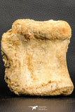07188 - Top Rare 4.23 Inch Spinosaurus Dinosaur Partial Caudal (Tail) Vertebra Bone Cretaceous KemKem Beds