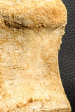 07188 - Top Rare 4.23 Inch Spinosaurus Dinosaur Partial Caudal (Tail) Vertebra Bone Cretaceous KemKem Beds