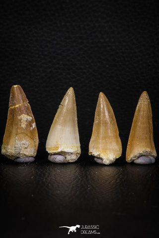 05737 - Nice Collection of 4 Unidentified Mosasaurus Teeth Late Cretaceous