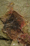 21151 - Premium Grade Soft Bodied Xiphosurid (Horseshoe Crab Ancestor) Lower Ordovician