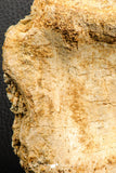 07188 - Top Rare 4.23 Inch Spinosaurus Dinosaur Partial Caudal (Tail) Vertebra Bone Cretaceous KemKem Beds