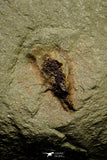 21151 - Premium Grade Soft Bodied Xiphosurid (Horseshoe Crab Ancestor) Lower Ordovician