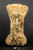 07188 - Top Rare 4.23 Inch Spinosaurus Dinosaur Partial Caudal (Tail) Vertebra Bone Cretaceous KemKem Beds