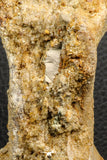 07188 - Top Rare 4.23 Inch Spinosaurus Dinosaur Partial Caudal (Tail) Vertebra Bone Cretaceous KemKem Beds