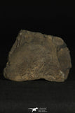 30320 - Top Rare 0.82 Inch Homalopteon murchisoni Ordovician Trilobite - Wales