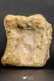 07188 - Top Rare 4.23 Inch Spinosaurus Dinosaur Partial Caudal (Tail) Vertebra Bone Cretaceous KemKem Beds