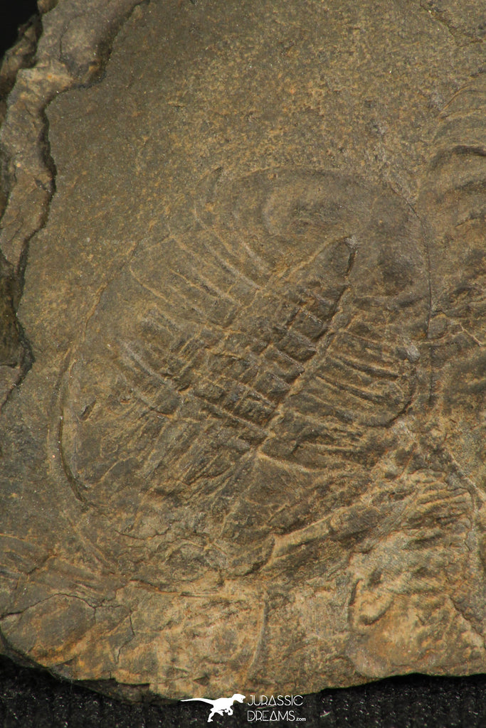 30320 - Top Rare 0.82 Inch Homalopteon murchisoni Ordovician Trilobite - Wales