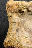 07188 - Top Rare 4.23 Inch Spinosaurus Dinosaur Partial Caudal (Tail) Vertebra Bone Cretaceous KemKem Beds