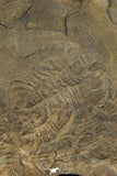 30320 - Top Rare 0.82 Inch Homalopteon murchisoni Ordovician Trilobite - Wales