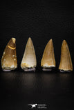 05737 - Nice Collection of 4 Unidentified Mosasaurus Teeth Late Cretaceous