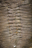 20076 - Museum Grade 6.46 Inch Eudolatites sp Upper Ordovician Trilobite