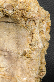 07188 - Top Rare 4.23 Inch Spinosaurus Dinosaur Partial Caudal (Tail) Vertebra Bone Cretaceous KemKem Beds