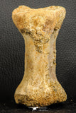 07188 - Top Rare 4.23 Inch Spinosaurus Dinosaur Partial Caudal (Tail) Vertebra Bone Cretaceous KemKem Beds