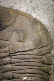 20076 - Museum Grade 6.46 Inch Eudolatites sp Upper Ordovician Trilobite