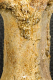07188 - Top Rare 4.23 Inch Spinosaurus Dinosaur Partial Caudal (Tail) Vertebra Bone Cretaceous KemKem Beds