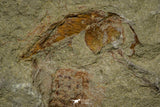21152 - Premium Grade Soft Bodied Xiphosurid (Horseshoe Crab Ancestor) Lower Ordovician