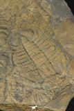 30320 - Top Rare 0.82 Inch Homalopteon murchisoni Ordovician Trilobite - Wales