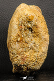 07188 - Top Rare 4.23 Inch Spinosaurus Dinosaur Partial Caudal (Tail) Vertebra Bone Cretaceous KemKem Beds