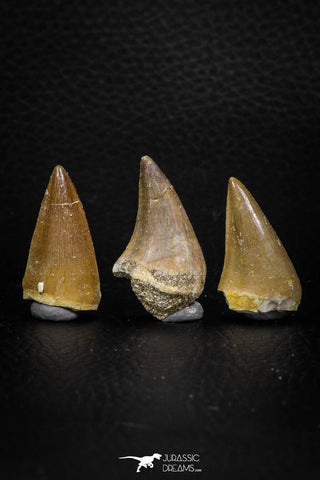 05738 - Beautiful Collection of  2 Halisaurus walkeri Teeth + 1 Eremiasaurus heterodontus Tooth Late Cretaceous