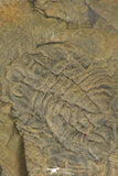 30320 - Top Rare 0.82 Inch Homalopteon murchisoni Ordovician Trilobite - Wales