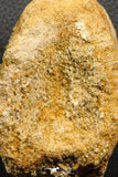07188 - Top Rare 4.23 Inch Spinosaurus Dinosaur Partial Caudal (Tail) Vertebra Bone Cretaceous KemKem Beds