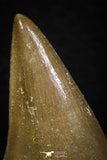 05738 - Beautiful Collection of  2 Halisaurus walkeri Teeth + 1 Eremiasaurus heterodontus Tooth Late Cretaceous