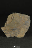 30320 - Top Rare 0.82 Inch Homalopteon murchisoni Ordovician Trilobite - Wales