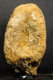 07188 - Top Rare 4.23 Inch Spinosaurus Dinosaur Partial Caudal (Tail) Vertebra Bone Cretaceous KemKem Beds