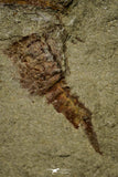 21152 - Premium Grade Soft Bodied Xiphosurid (Horseshoe Crab Ancestor) Lower Ordovician