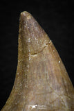 05738 - Beautiful Collection of  2 Halisaurus walkeri Teeth + 1 Eremiasaurus heterodontus Tooth Late Cretaceous
