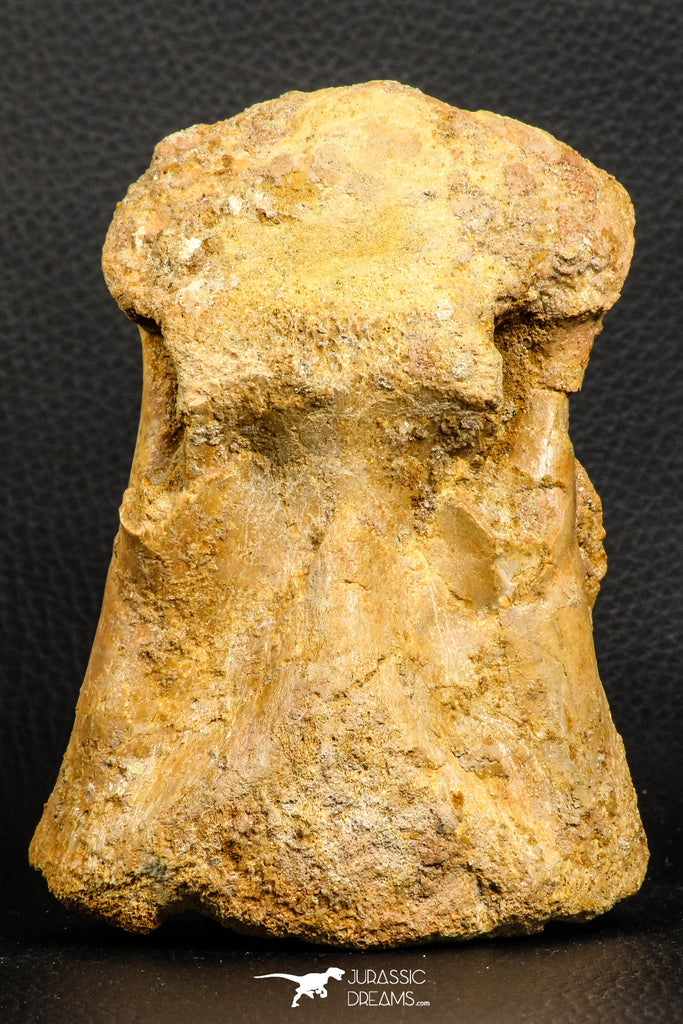 07186 - Top Huge 4.91 Inch Spinosaurid Dinosaur Partial Cervical Vertebra Bone Cretaceous KemKem Beds