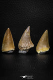 05738 - Beautiful Collection of  2 Halisaurus walkeri Teeth + 1 Eremiasaurus heterodontus Tooth Late Cretaceous