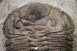 20076 - Museum Grade 6.46 Inch Eudolatites sp Upper Ordovician Trilobite