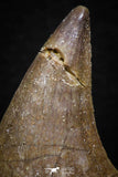 05738 - Beautiful Collection of  2 Halisaurus walkeri Teeth + 1 Eremiasaurus heterodontus Tooth Late Cretaceous