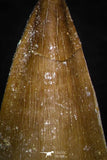 05738 - Beautiful Collection of  2 Halisaurus walkeri Teeth + 1 Eremiasaurus heterodontus Tooth Late Cretaceous