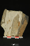 30321 - Rare  0.48 Inch Porterfieldia punctata Ordovician Trilobite - Wales, UK
