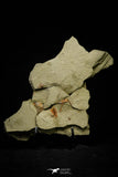 21153 - Premium Grade Soft Bodied Xiphosurid (Horseshoe Crab Ancestor) Lower Ordovician