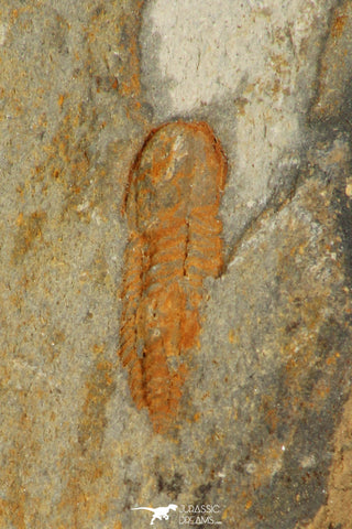30321 - Rare  0.48 Inch Porterfieldia punctata Ordovician Trilobite - Wales, UK