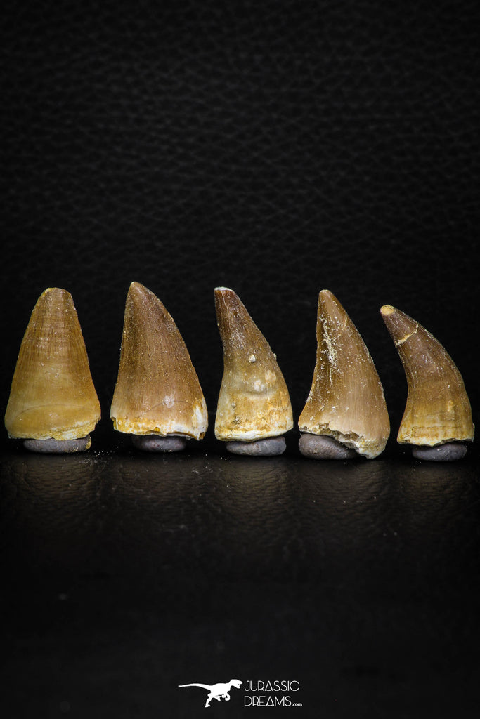 05739 - Nice Collection of 5 Unidentified Mosasaurus Teeth Late Cretaceous