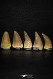 05739 - Nice Collection of 5 Unidentified Mosasaurus Teeth Late Cretaceous