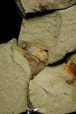 21153 - Premium Grade Soft Bodied Xiphosurid (Horseshoe Crab Ancestor) Lower Ordovician