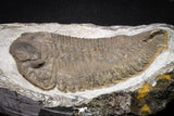 20076 - Museum Grade 6.46 Inch Eudolatites sp Upper Ordovician Trilobite