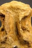 07186 - Top Huge 4.91 Inch Spinosaurid Dinosaur Partial Cervical Vertebra Bone Cretaceous KemKem Beds