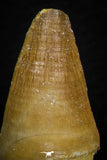 05739 - Nice Collection of 5 Unidentified Mosasaurus Teeth Late Cretaceous