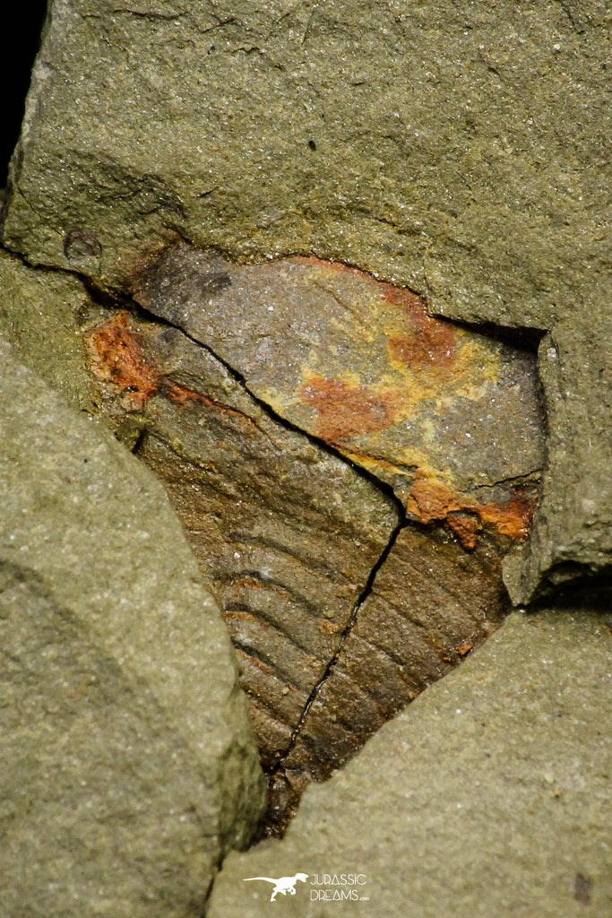 21153 - Premium Grade Soft Bodied Xiphosurid (Horseshoe Crab Ancestor) Lower Ordovician