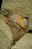 21153 - Premium Grade Soft Bodied Xiphosurid (Horseshoe Crab Ancestor) Lower Ordovician