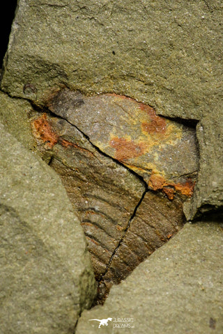 21153 - Premium Grade Soft Bodied Xiphosurid (Horseshoe Crab Ancestor) Lower Ordovician